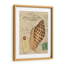 Conchas De Postal I - Nancy S. Pallan | Cuadro decorativo de Canvas Lab