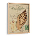 Conchas De Postal I - Nancy S. Pallan | Cuadro decorativo de Canvas Lab