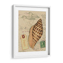 Conchas De Postal I - Nancy S. Pallan | Cuadro decorativo de Canvas Lab