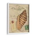 Conchas De Postal I - Nancy S. Pallan | Cuadro decorativo de Canvas Lab