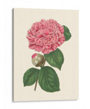 Verano Rubor I - E. D. Smith | Cuadro decorativo de Canvas Lab