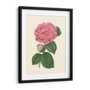 Verano Rubor I - E. D. Smith | Cuadro decorativo de Canvas Lab