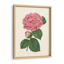 Verano Rubor I - E. D. Smith | Cuadro decorativo de Canvas Lab