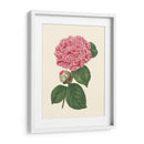 Verano Rubor I - E. D. Smith | Cuadro decorativo de Canvas Lab