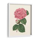 Verano Rubor I - E. D. Smith | Cuadro decorativo de Canvas Lab