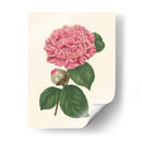 Verano Rubor I - E. D. Smith | Cuadro decorativo de Canvas Lab