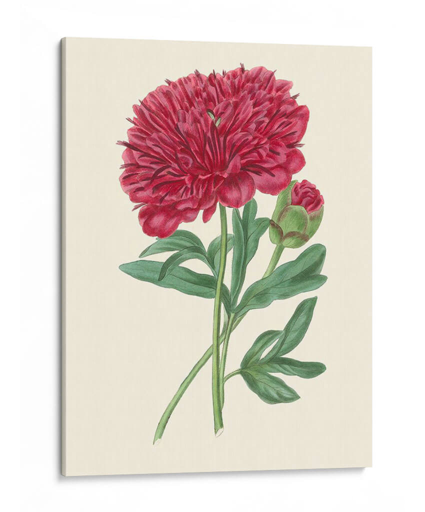 Summer Blush Ii - E. D. Smith | Cuadro decorativo de Canvas Lab