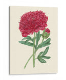 Summer Blush Ii - E. D. Smith | Cuadro decorativo de Canvas Lab