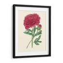 Summer Blush Ii - E. D. Smith | Cuadro decorativo de Canvas Lab