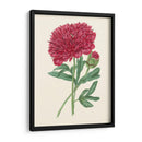 Summer Blush Ii - E. D. Smith | Cuadro decorativo de Canvas Lab