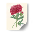 Summer Blush Ii - E. D. Smith | Cuadro decorativo de Canvas Lab