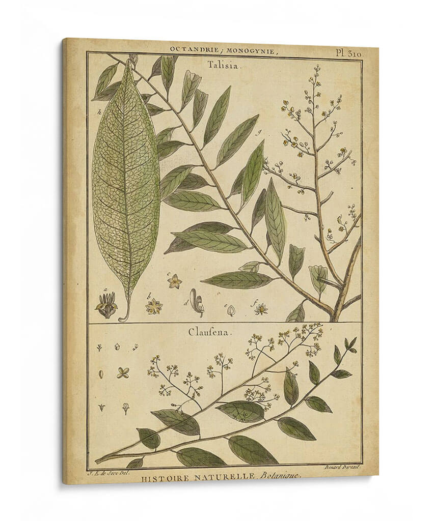Helechos Antiguos De Diderot I - Denis Diderot | Cuadro decorativo de Canvas Lab