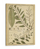 Helechos Antiguos De Diderot I - Denis Diderot | Cuadro decorativo de Canvas Lab