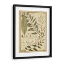 Helechos Antiguos De Diderot I - Denis Diderot | Cuadro decorativo de Canvas Lab