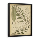 Helechos Antiguos De Diderot I - Denis Diderot | Cuadro decorativo de Canvas Lab