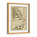 Helechos Antiguos De Diderot I - Denis Diderot | Cuadro decorativo de Canvas Lab