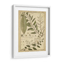 Helechos Antiguos De Diderot I - Denis Diderot | Cuadro decorativo de Canvas Lab