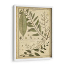 Helechos Antiguos De Diderot I - Denis Diderot | Cuadro decorativo de Canvas Lab