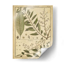 Helechos Antiguos De Diderot I - Denis Diderot | Cuadro decorativo de Canvas Lab