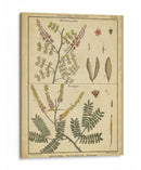 Diderot Antiguo Ferns Ii - Denis Diderot | Cuadro decorativo de Canvas Lab
