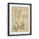 Diderot Antiguo Ferns Ii - Denis Diderot | Cuadro decorativo de Canvas Lab
