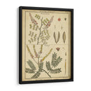 Diderot Antiguo Ferns Ii - Denis Diderot | Cuadro decorativo de Canvas Lab