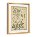 Diderot Antiguo Ferns Ii - Denis Diderot | Cuadro decorativo de Canvas Lab