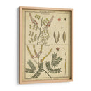 Diderot Antiguo Ferns Ii - Denis Diderot | Cuadro decorativo de Canvas Lab