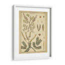 Diderot Antiguo Ferns Ii - Denis Diderot | Cuadro decorativo de Canvas Lab