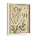 Diderot Antiguo Ferns Ii - Denis Diderot | Cuadro decorativo de Canvas Lab