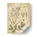Diderot Antiguo Ferns Ii - Denis Diderot | Cuadro decorativo de Canvas Lab