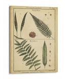 Diderot Antiguo Ferns Iii - Denis Diderot | Cuadro decorativo de Canvas Lab
