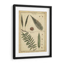 Diderot Antiguo Ferns Iii - Denis Diderot | Cuadro decorativo de Canvas Lab