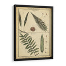 Diderot Antiguo Ferns Iii - Denis Diderot | Cuadro decorativo de Canvas Lab