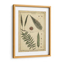 Diderot Antiguo Ferns Iii - Denis Diderot | Cuadro decorativo de Canvas Lab