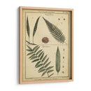 Diderot Antiguo Ferns Iii - Denis Diderot | Cuadro decorativo de Canvas Lab