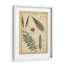 Diderot Antiguo Ferns Iii - Denis Diderot | Cuadro decorativo de Canvas Lab