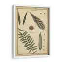 Diderot Antiguo Ferns Iii - Denis Diderot | Cuadro decorativo de Canvas Lab