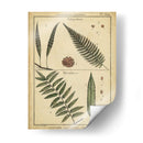 Diderot Antiguo Ferns Iii - Denis Diderot | Cuadro decorativo de Canvas Lab