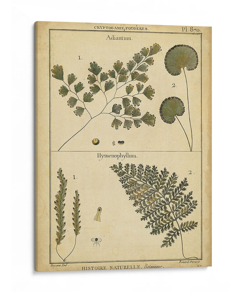 Diderot Antigua Ferns Iv - Denis Diderot | Cuadro decorativo de Canvas Lab