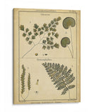 Diderot Antigua Ferns Iv - Denis Diderot | Cuadro decorativo de Canvas Lab