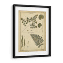 Diderot Antigua Ferns Iv - Denis Diderot | Cuadro decorativo de Canvas Lab