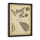 Diderot Antigua Ferns Iv - Denis Diderot | Cuadro decorativo de Canvas Lab