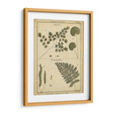 Diderot Antigua Ferns Iv - Denis Diderot | Cuadro decorativo de Canvas Lab