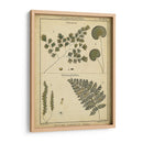 Diderot Antigua Ferns Iv - Denis Diderot | Cuadro decorativo de Canvas Lab