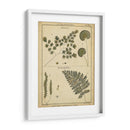 Diderot Antigua Ferns Iv - Denis Diderot | Cuadro decorativo de Canvas Lab