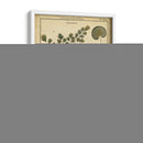 Diderot Antigua Ferns Iv - Denis Diderot | Cuadro decorativo de Canvas Lab