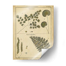 Diderot Antigua Ferns Iv - Denis Diderot | Cuadro decorativo de Canvas Lab