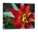 Bromeliad Ráfaga Yo - Jason Johnson | Cuadro decorativo de Canvas Lab