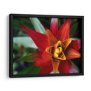 Bromeliad Ráfaga Yo - Jason Johnson | Cuadro decorativo de Canvas Lab